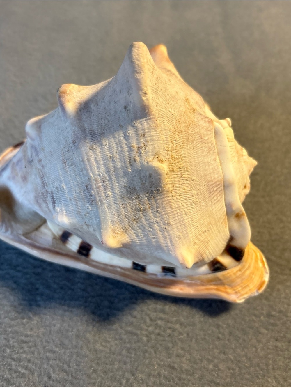Natural Seashell Accent - Cream and Tan Coastal Decor